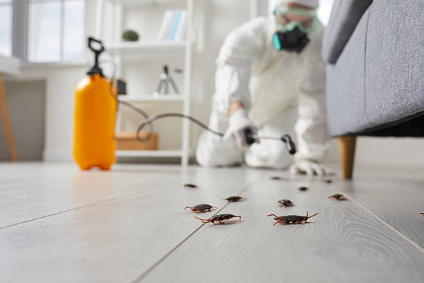 Commercial Kitchen Cockroach Control in Groveland